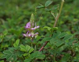 Image result for Indigofera microcarpa