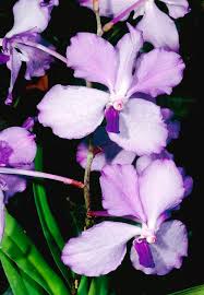 Image result for Vanda coerulea