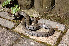 Omg.eindringling in unserm garten.bitte wenn ihr tschechisch könnt, nicht das gelaber von mir und meiner mutter anhören :d sooo peinlich he :d. Schlange Auf Der Terrasse Schreck Fur Gartenbesitzer Mein Schoner Garten