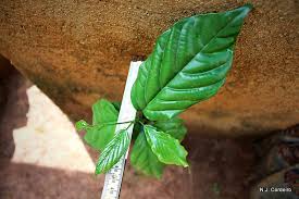 Image result for Strombosia scheffleri