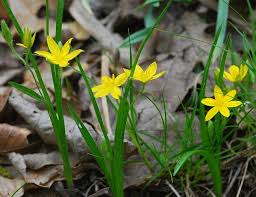 Image result for Hypoxis