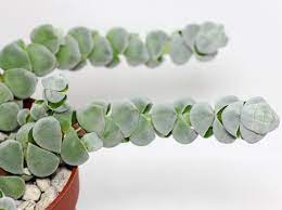 Crassula Deceptor Arta Arta Cactus Potting Mix