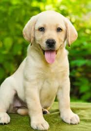 Prices of restaurants, food, transportation, utilities and housing are included. Adopt A Dog In Sri Lanka Home Facebook