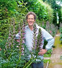 Well Worth Waiting For With Spires Up To 8ft Tall Acanthus Makes A Majestic Statement In Your Border Says Monty Don Plant It Now For A Dramatic Display Next Summer Daily