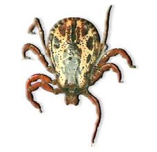 There are many common names for various ticks (for example, dog tick, deer tick, and african tick. Ticks Desertusa