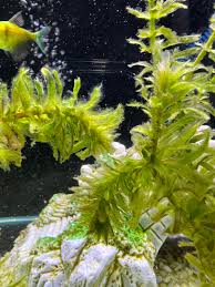 Image result for Elodea