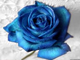 Standard shipping and same day delivery charges start as low as $17.99, though prices may vary per delivery location or calendar day. Blue Rose Flowers Roses Hd Wallpaper Peakpx