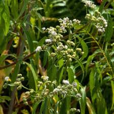 Image result for Ethulia vernonioides