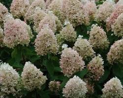 Obraz: hydrangea paniculata sweet summer flower