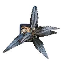 Image result for Pilea johnstonii