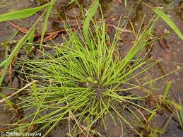 Image result for Isolepis setacea