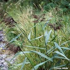 Image result for Phragmites mauritianus