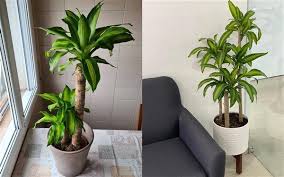 Corn plants love humidity, but winter is often a time of low humidity in most homes due to indoor heating. Corn Plant Dracaena Fragrans Care And Growing Guide Balcony Decoration Eco Friendly Garden Ideas
