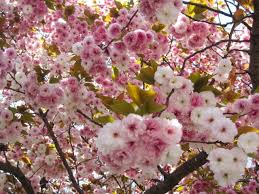Trova una vasta selezione di francobolli giapponesi tema fiori a prezzi vantaggiosi su ebay. La Magia Della Primavera In Giappone La Fioritura Dei Ciliegi