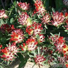 Image result for Rourea coccinea