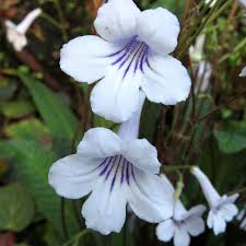 Image result for Streptocarpus erubescens