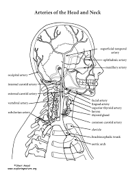 The common carotid arteries ascend into the head, via the neck, from the aorta, and delivery oxygenated blood to the brain, head, face, etc. Arteries Of The Head And Neck Advanced