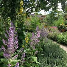 Image result for Salvia sclarea