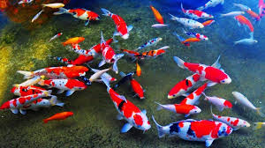 Ikan Koi Ikan Ikan Air Tawar Ikan Akuarium