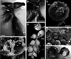 Image result for Salviniaceae