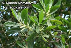 Image result for Acacia mangium