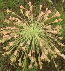 Image result for Boophone