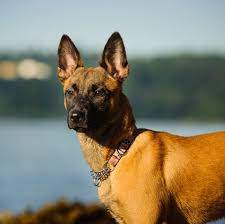 Some people love small dogs with fluffy hair, others want tall dogs with pointy ears, while some like large dogs with droopy ears and big eyes. 32 Dogs With Pointy Ears Dog Breeds With Bat Ears