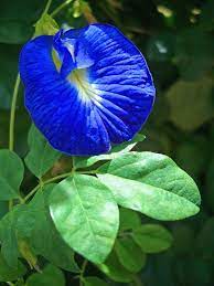 Pin On Flower Power