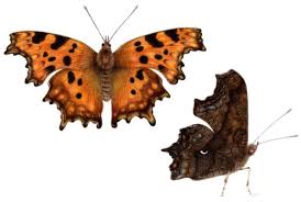 Image result for Polygonia c-album