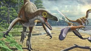 Image result for Dinophora