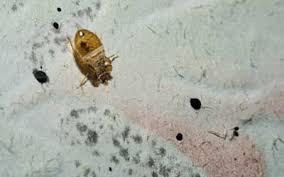 This page describes some of the techniques that have been found to be effective. Bed Bug Exterminators Bed Bug Control Russell S Pest Control