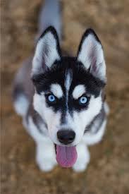 She is not for everyone. 10 Fascinating Facts About Siberian Huskies Cute Husky Puppies White Siberian Husky Husky Dogs