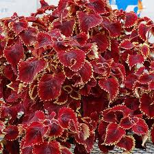 Image result for Coleus tetragonus
