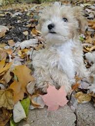 But this is by no means a certainty. 11 Malti Poo Puppies Ideas Puppies Maltipoo Coton De Tulear Puppy