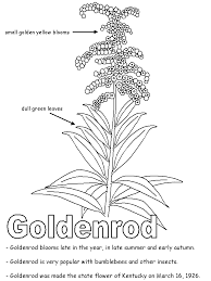 Goldenrod With Labels Kentucky State Flower Flower Coloring Pages Coloring Pages