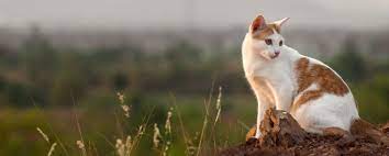 Check spelling or type a new query. Welcome To Pet Doctor Your Family Veterinarian In Tucson
