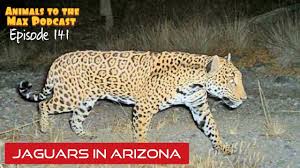 Now it's time to join the excitement at jaguars phoenix. Jaguars In Arizona Corbinmaxey Com