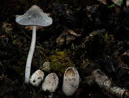 Image result for Coprinus lagopides
