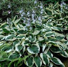 We did not find results for: Hosta Patriot Sugar Creek Gardens