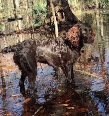 What is a good name for a boykin spaniel? Boykin Spaniel Wikiwand
