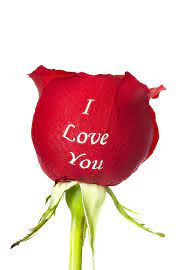 Also if you can download a resized wallpaper to fit to your display or download original image. 50 Beautiful Red Rose Images To Download