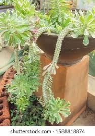 Image result for Monadenium lugardiae