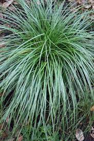 30 Missouri Native Flowers For Bees And Butterflies Ideas Flowers Plants Native Plants