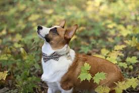 Once you have paid for the adopt a corgi in illinois, you still have to pay the rest of the adoption fees. Thomas Acres Akc Pembroke Welsh Corgis