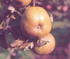 Maybe you would like to learn more about one of these? Canadian Reinette Apple Fruit Trees For Sale Order Online