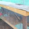 Are you interested in raising quail to have eggs and a source of meat? 1