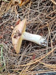 Image result for Suillus weaverae