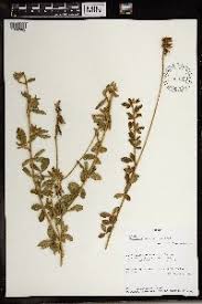 Image result for Crotalaria lotoides