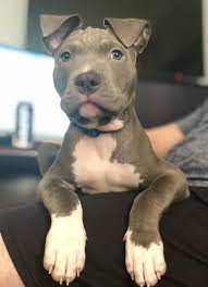 I Love His Little Chin Rolls Pitbulls Pitbull Terrier Puppies Cute Pitbull Puppies Cute Dogs And Puppies
