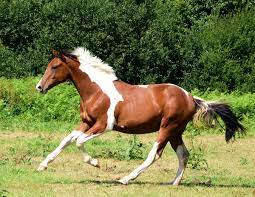 Troupeau de chevaux sur fond de pâturages d'été, le ciel et la lumière du soleil, bannière pour le site web. Pie Cheval Wikipedia